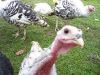 thumb_turkey_sandwich_his_girls_and_baby_rabbits_oct_2008_019__small_.jpg