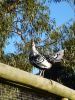 thumb_up_on_the_roof_28229.jpg