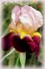 thumb_varigated_iris_-_copy.jpg