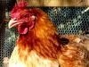 thumb_vitamin_d_on_my_feathers.jpg
