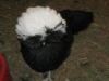 thumb_w_c_black_pullet.jpg