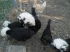 thumb_white_crested_blacks.jpg