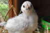 thumb_who_s_a_pretty_chick.jpg