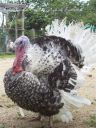 turkey_sandwich_1_watermarked.jpg