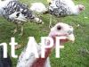 turkey_sandwich_his_girls_and_baby_rabbits_oct_2008_019__small_.jpg