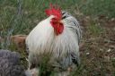 vincent_the_mealy_grey_rooster.jpg