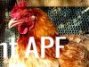 vitamin_d_on_my_feathers.jpg
