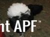 thumb_w_c_black_pullet.jpg