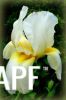 thumb_white_iris_-_copy.jpg