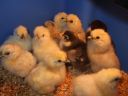 white_silkie_and_pekin_chicks.jpg