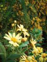 yellow_hues_in_winter_1.jpg