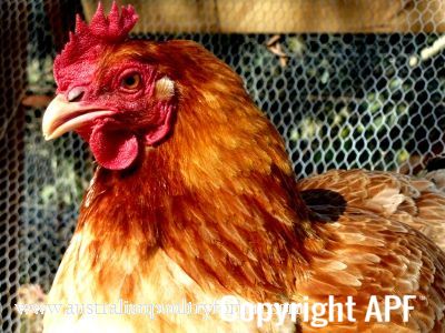 vitamin_d_on_my_feathers.jpg