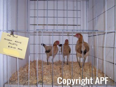 100_2509~0.jpg
