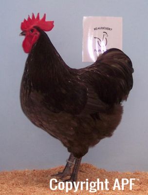 100_25351~0.jpg