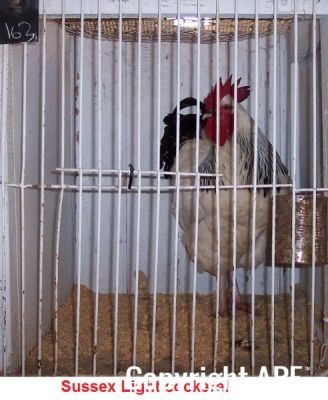 100_2783.jpg