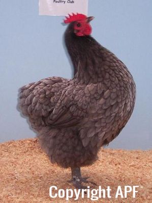 aust3~0.jpg