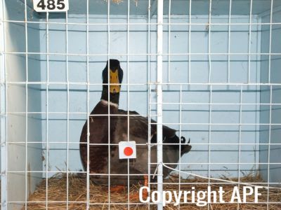 harvey_young_bird_show_18_5_08_007~0.jpg