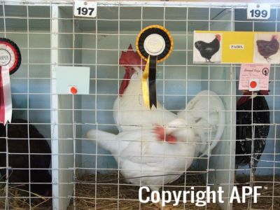 normal_harvey_young_bird_show_18_5_08_016~1.jpg