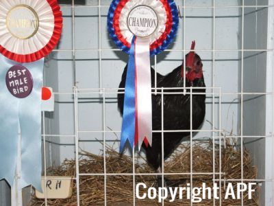 harvey_young_bird_show_18_5_08_021~0.jpg