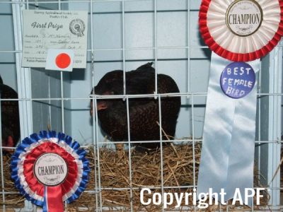 harvey_young_bird_show_18_5_08_022.jpg