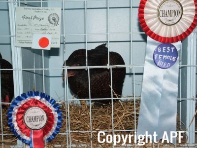 harvey_young_bird_show_18_5_08_022~0.jpg