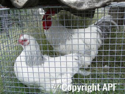 normal_nanango_show_2009_034.jpg