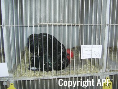 normal_sb_feather_club_004_0.jpg