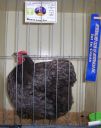 100_2548~0.jpg