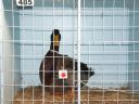 harvey_young_bird_show_18_5_08_007~0.jpg