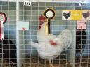 harvey_young_bird_show_18_5_08_016~0.jpg