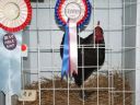 harvey_young_bird_show_18_5_08_021~0.jpg