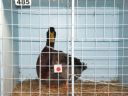 normal_harvey_young_bird_show_18_5_08_007~1.jpg