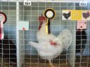 normal_harvey_young_bird_show_18_5_08_016~1.jpg