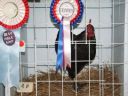 normal_harvey_young_bird_show_18_5_08_021~1.jpg