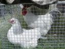 normal_nanango_show_2009_034.jpg