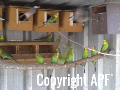 bush_budgies___java_sparrows_01.jpg