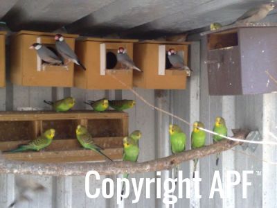 bush_budgies___java_sparrows_02.jpg