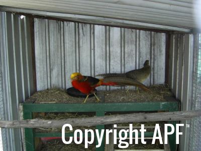 coronations_austrolorpes_009.jpg