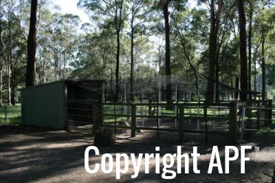 normal_peacock_enclosure_finished.jpg