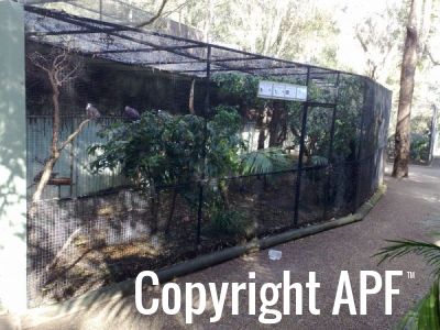 white-breasted_ground_dove_aviary_01.jpg