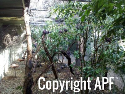 white-breasted_ground_dove_aviary_02.jpg