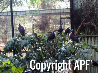 white-breasted_ground_doves_01.jpg