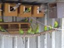 bush_budgies___java_sparrows_01.jpg