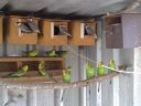 bush_budgies___java_sparrows_02.jpg