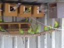 normal_bush_budgies___java_sparrows_01~0.jpg