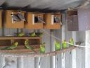 normal_bush_budgies___java_sparrows_02~0.jpg