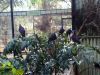 thumb_white-breasted_ground_doves_01.jpg