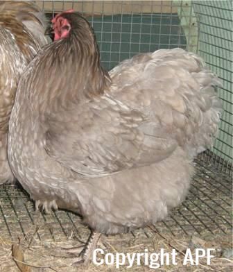 large_wyandotte_-_blue_pullet_-_left.jpg