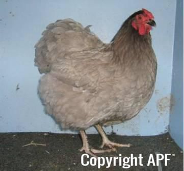 large_wyandotte_-_blue_pullet_-_right.jpg