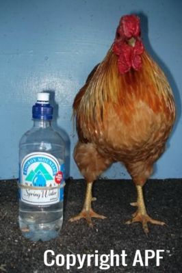 bantam_wyandotte_-_buff_columbian_cock_-_front.jpg